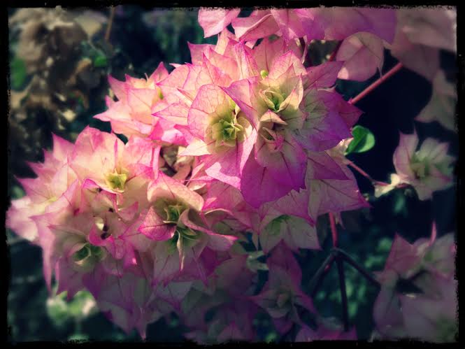 Romantisk blomma på Dolanos terrass