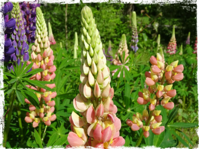 Regnbågslupiner 1 L